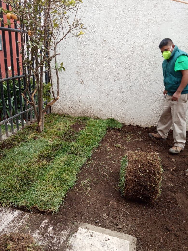 Jardinería México 11